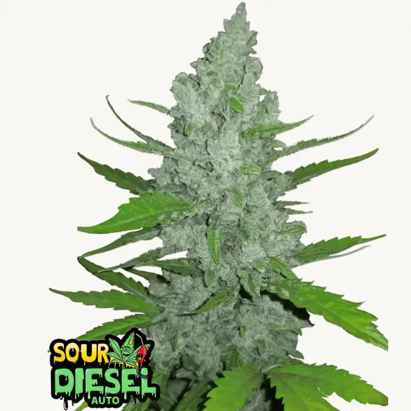 Original Auto Sour Diesel — 1