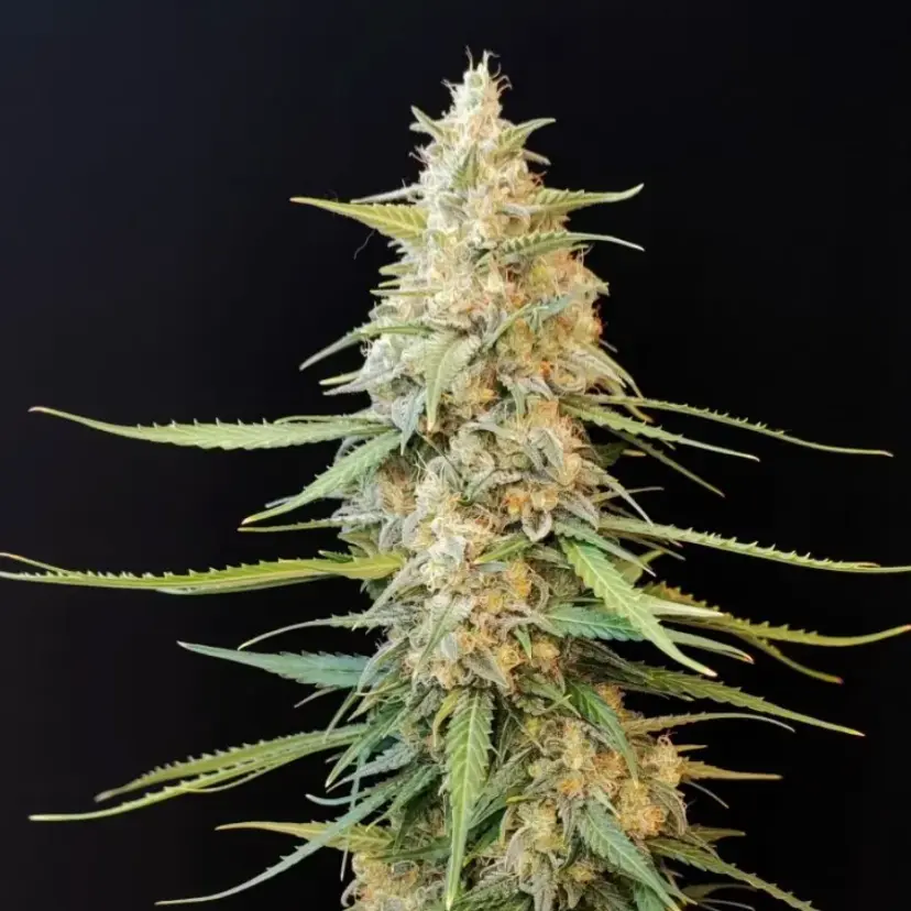 Original Auto Sour Diesel — 2