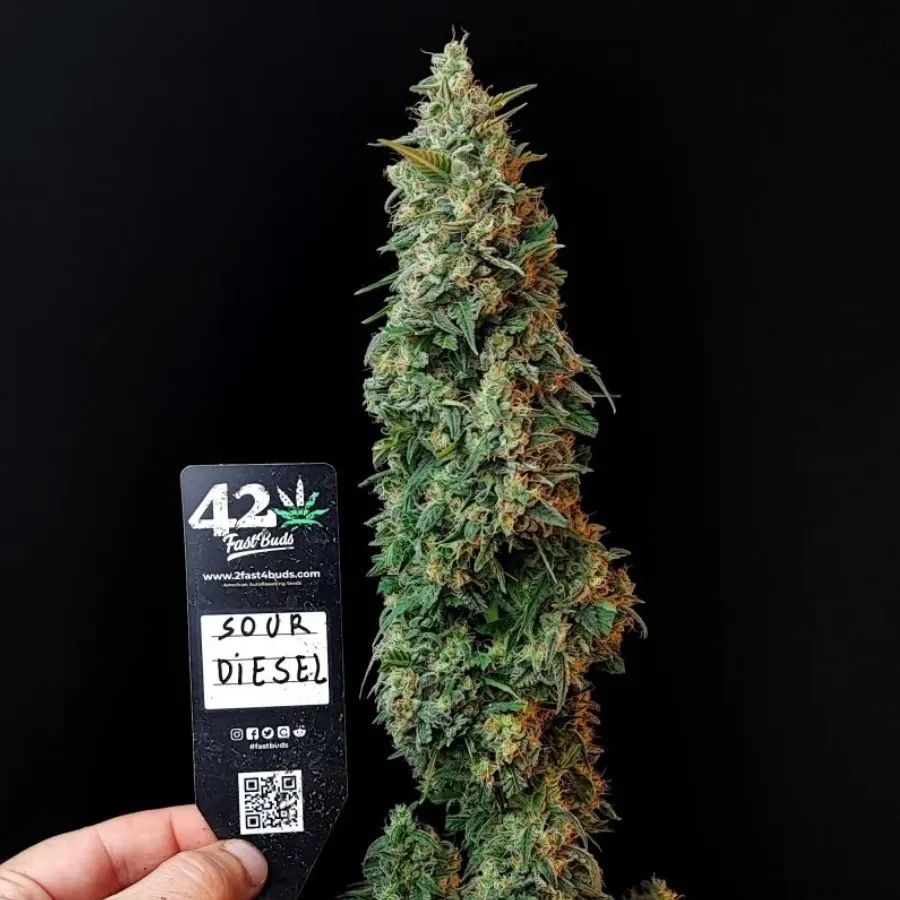 Original Auto Sour Diesel — 3