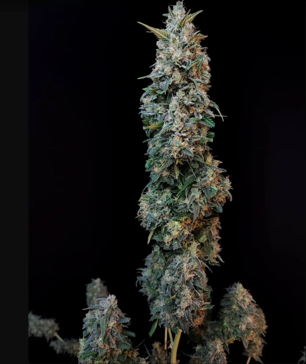 Original Auto Sour Diesel — 4