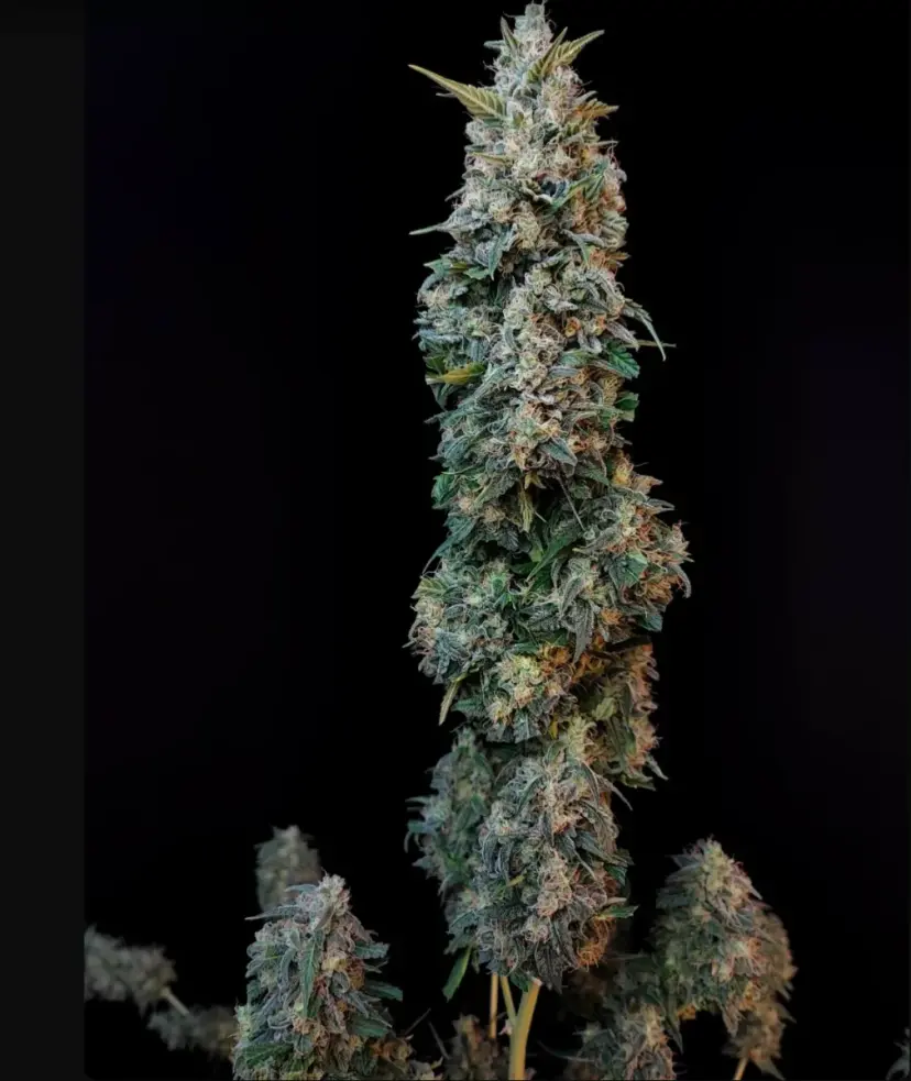 Original Auto Sour Diesel — 4