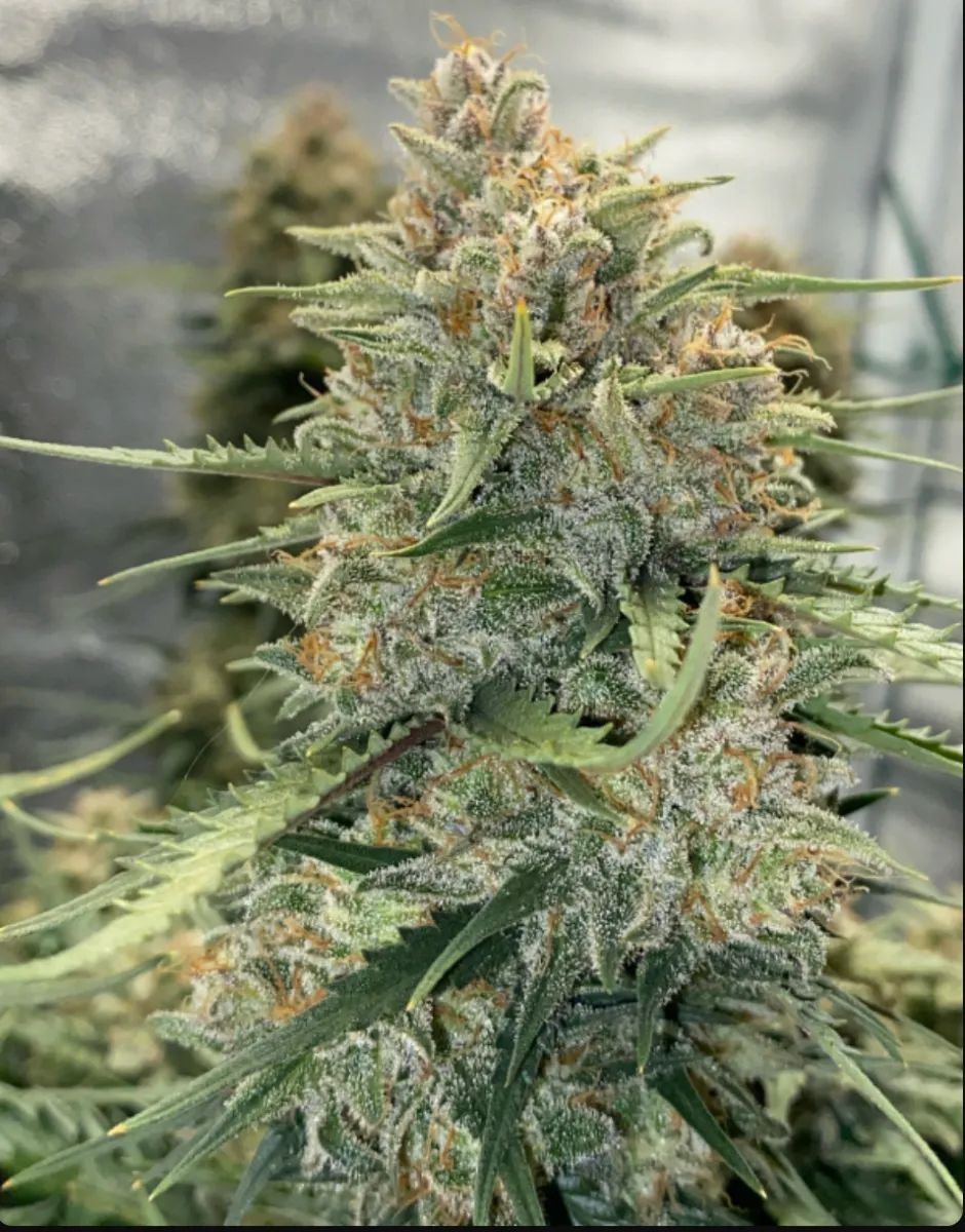 Original Auto Sour Diesel — 5