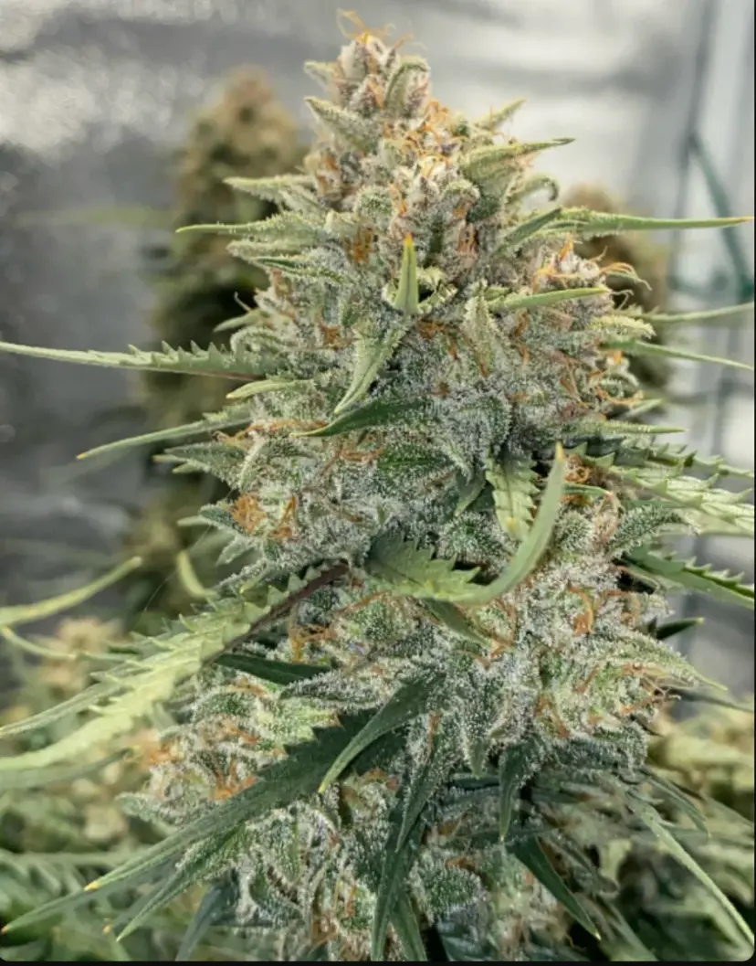 Original Auto Sour Diesel — 5