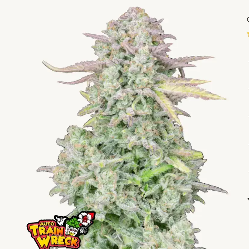 Trainwreck Auto — 1
