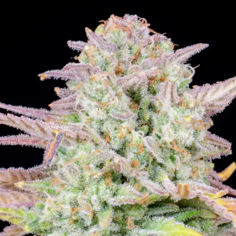 Trainwreck Auto — 2