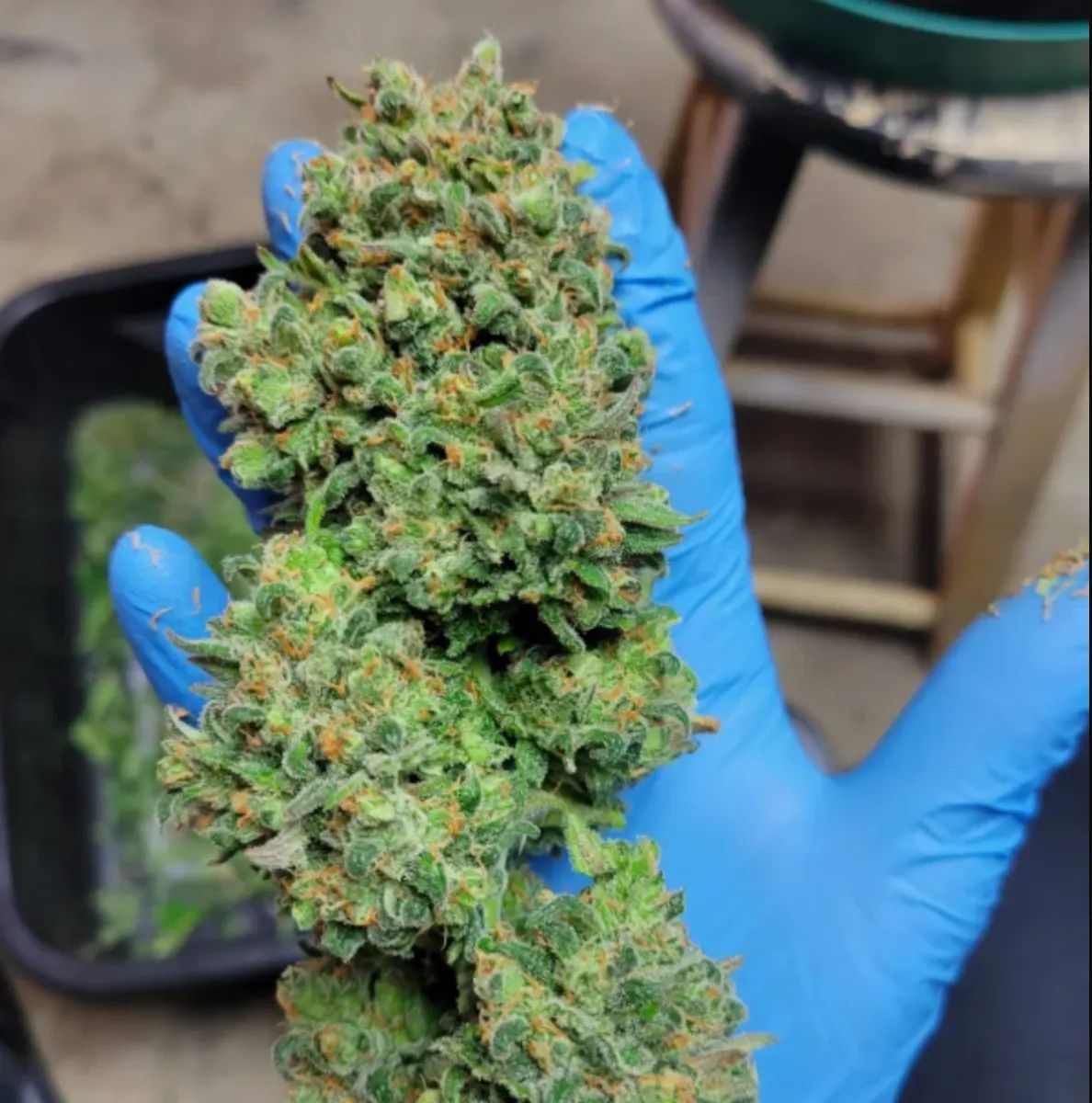 Trainwreck Auto — 3
