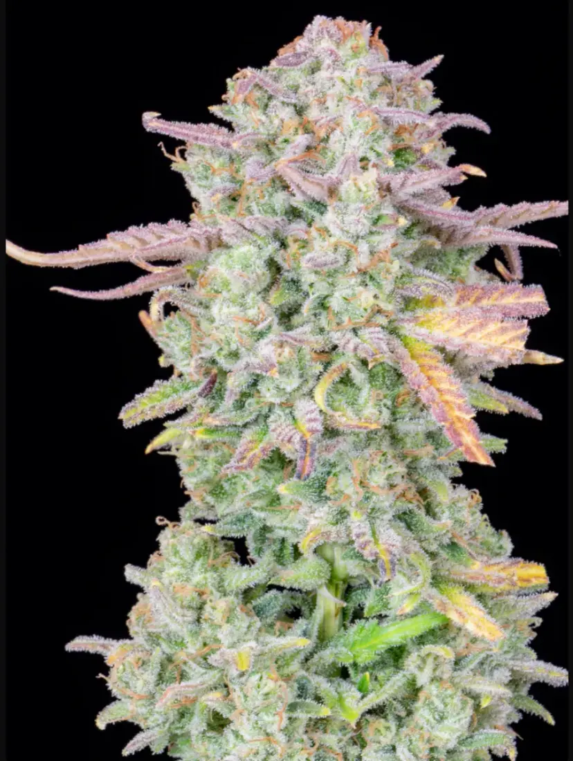 Trainwreck Auto — 4