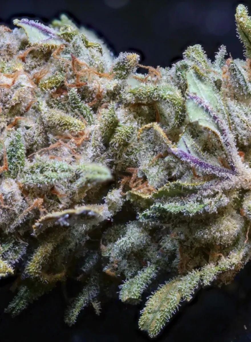 Trainwreck Auto — 5