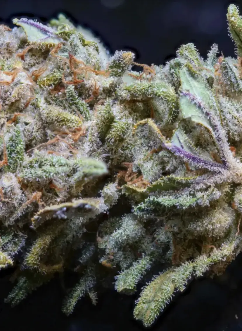 Trainwreck Auto — 5