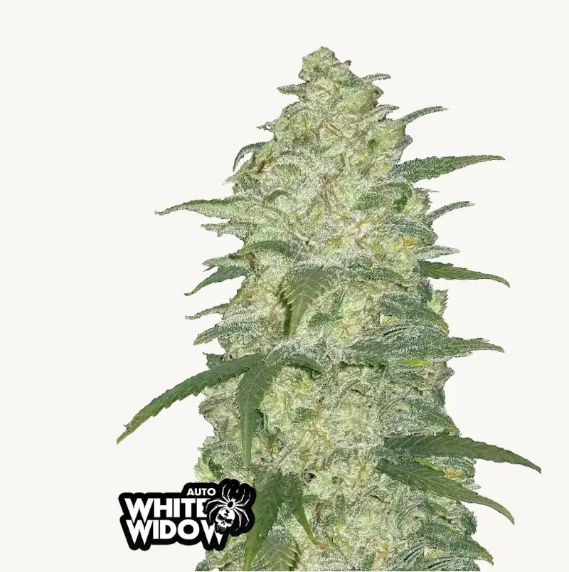Original Auto White Widow — 1