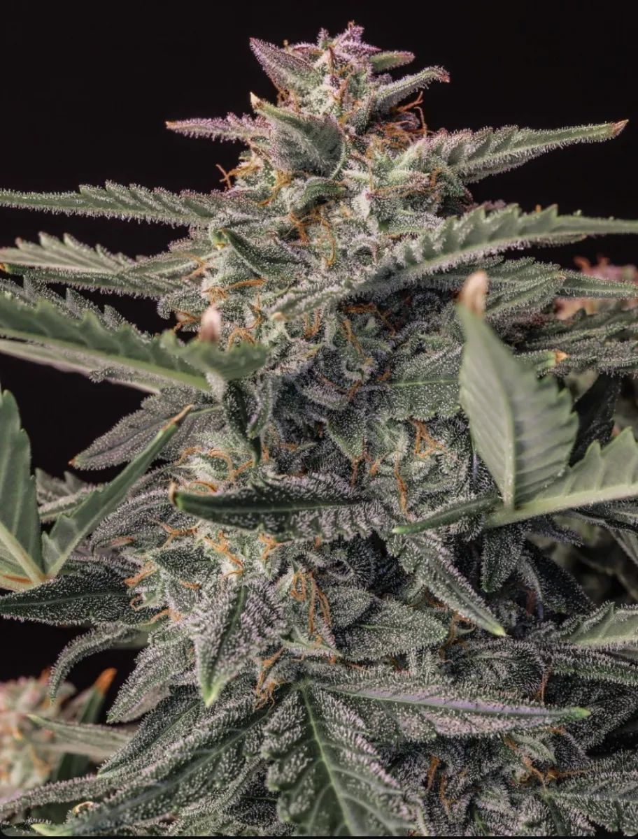 Original Auto White Widow — 2