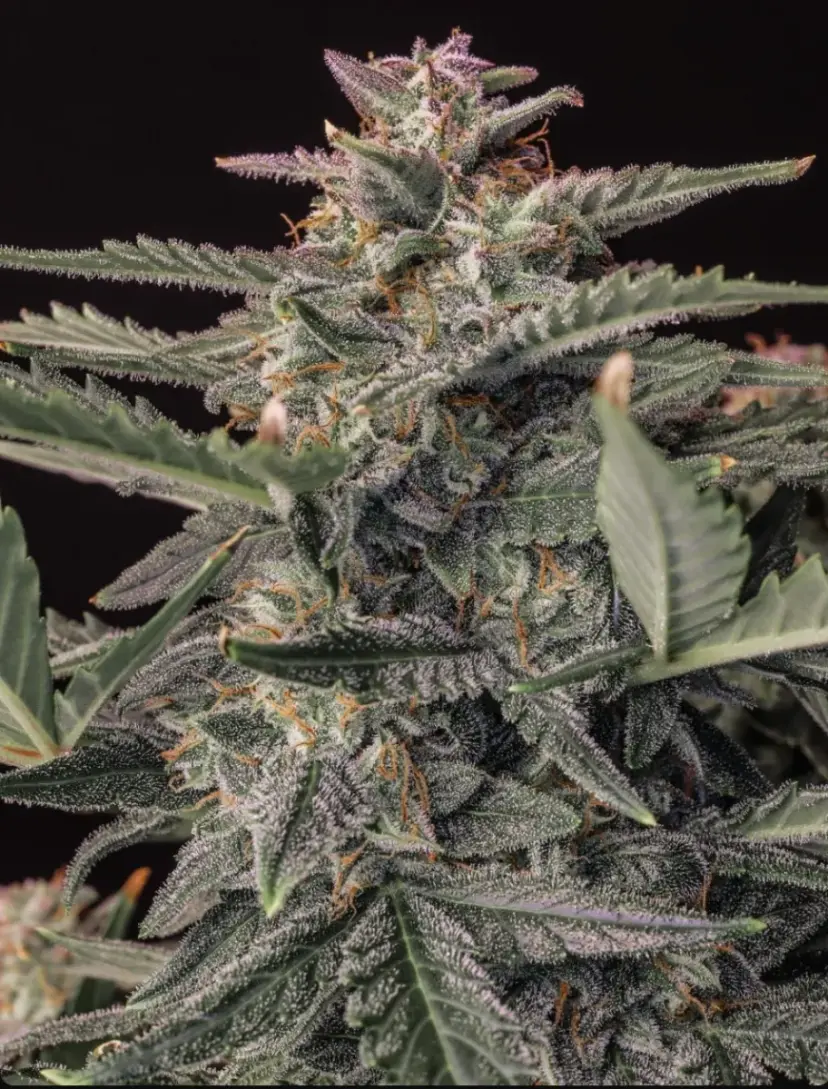 Original Auto White Widow — 2