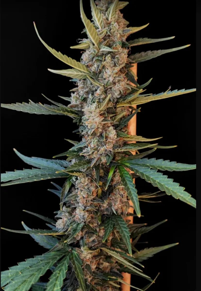 Original Auto White Widow — 3