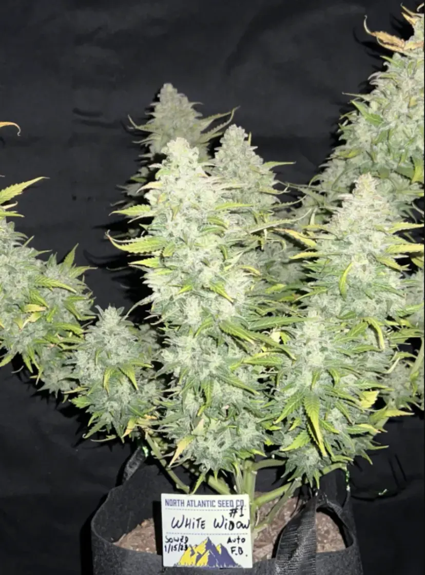 Original Auto White Widow — 4