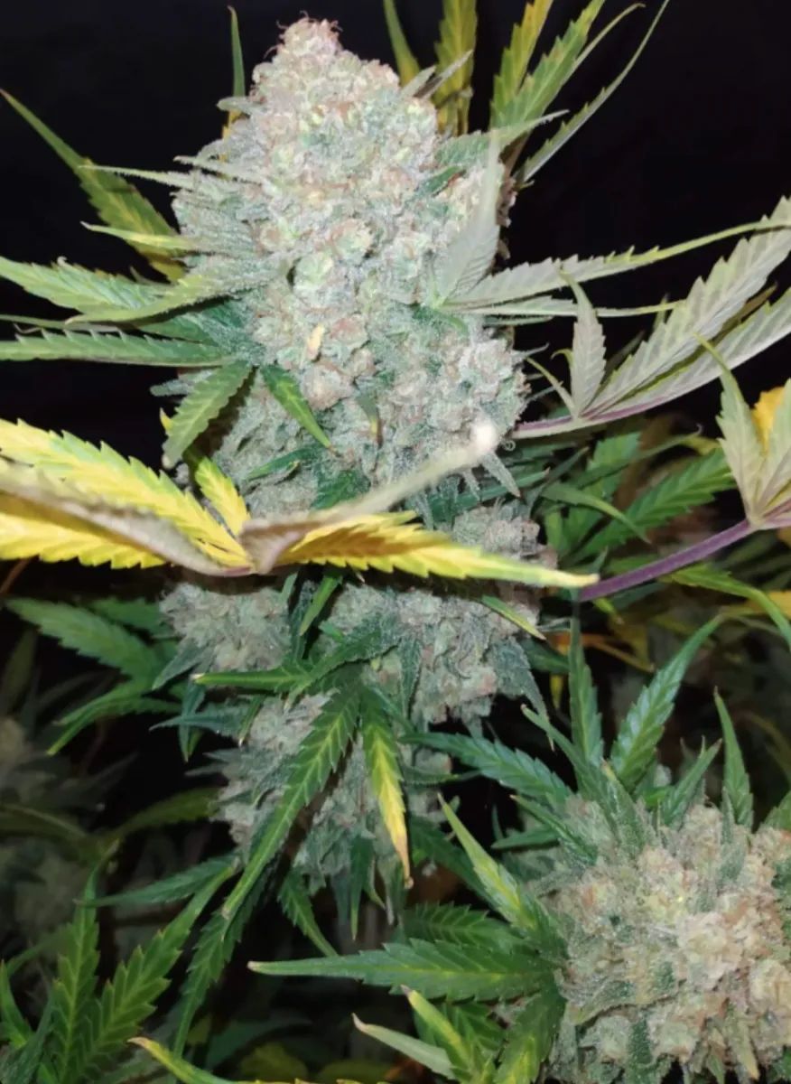 Original Auto White Widow — 5