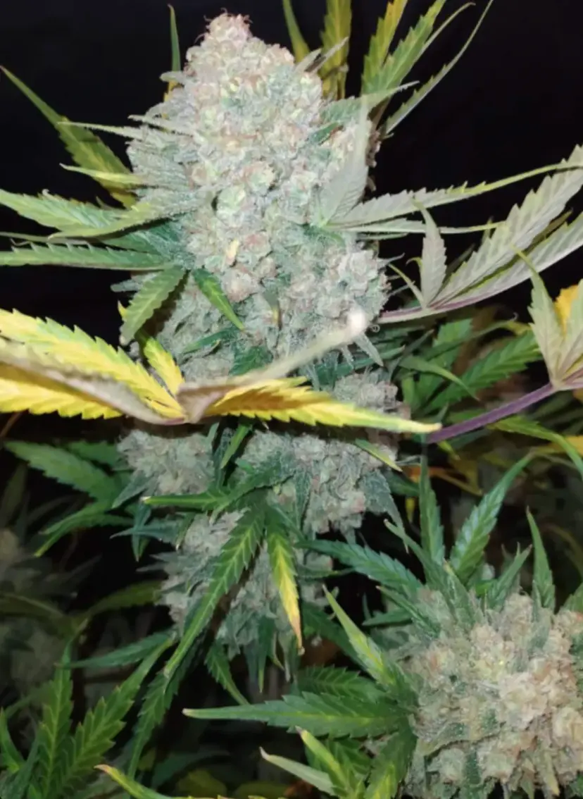 Original Auto White Widow — 5